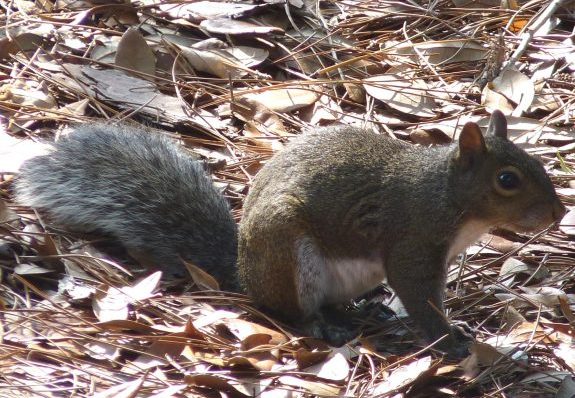 Graysquirrel-e1478014543426